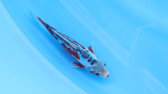 Shusui - Tanaka (19cm)