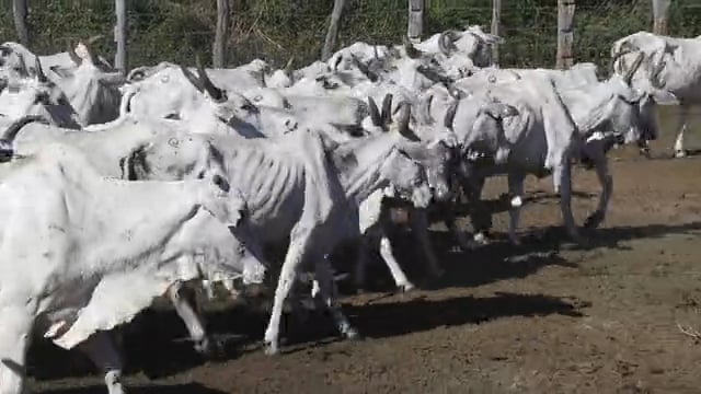 Lote 17P
