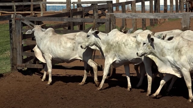 Lote 07A