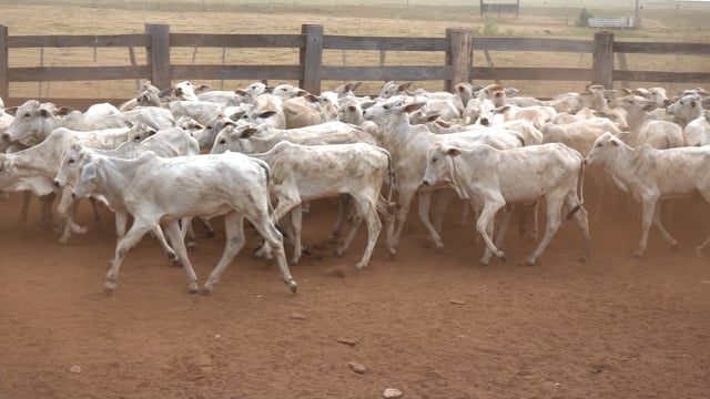Lote 02T