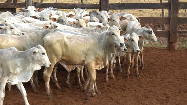 Lote 03T