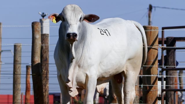 Lote 241