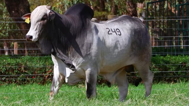 Lote 249
