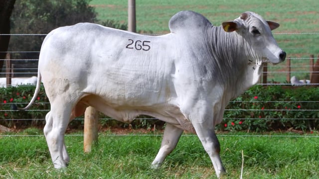 Lote 265