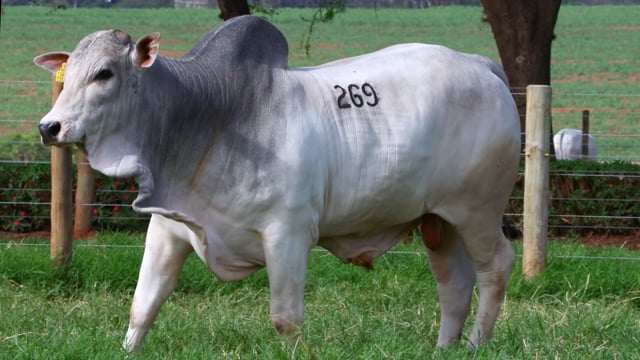 Lote 269
