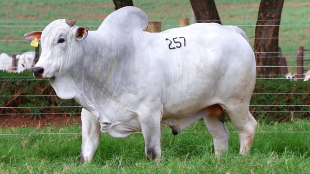 Lote 257