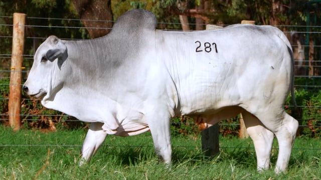 Lote 281