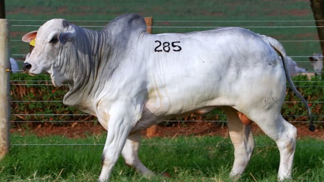Lote 285