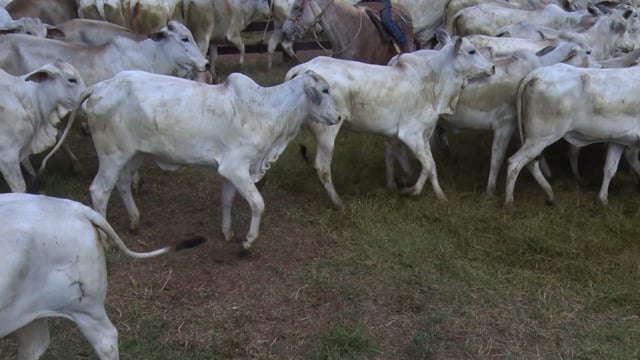 Lote 07