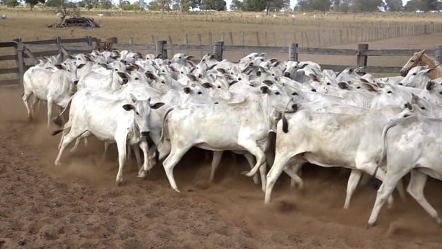 Lote 09A