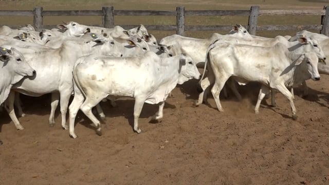 Lote 11