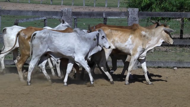 Lote 07P