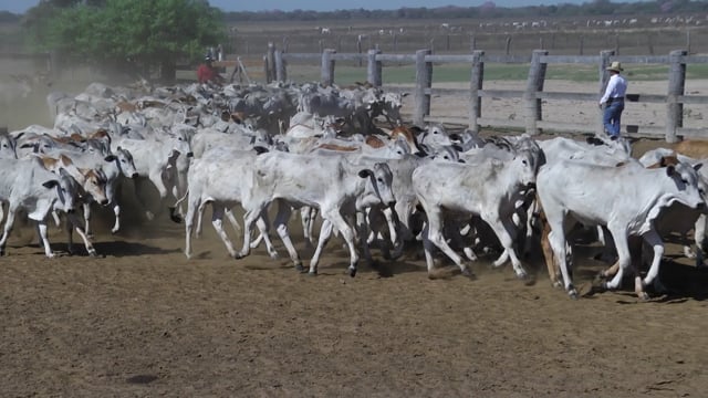 Lote 05P