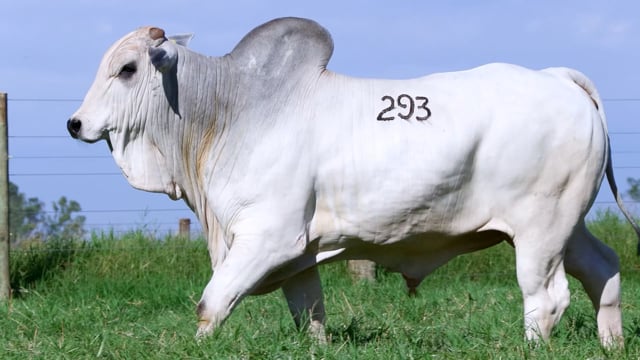Lote 293