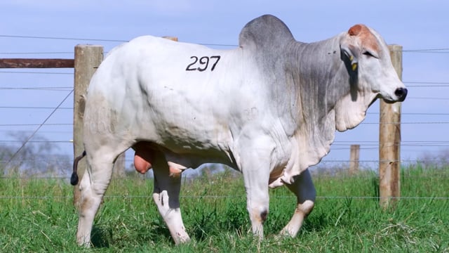 Lote 297