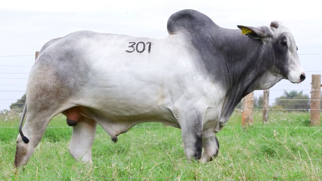 Lote 301