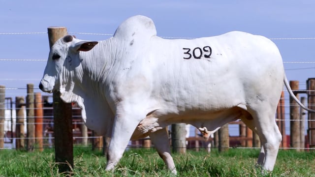 Lote 309