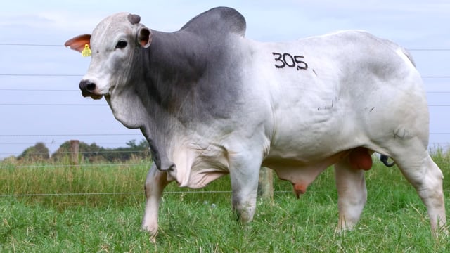 Lote 305