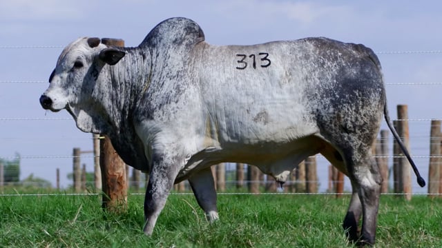 Lote 313