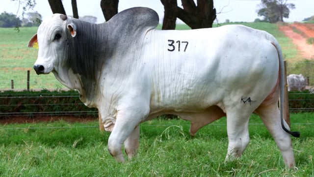 Lote 317