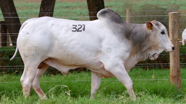 Lote 321