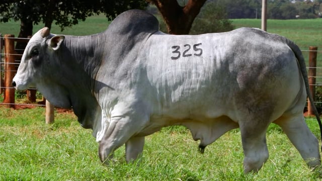 Lote 325