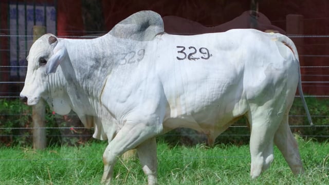 Lote 329