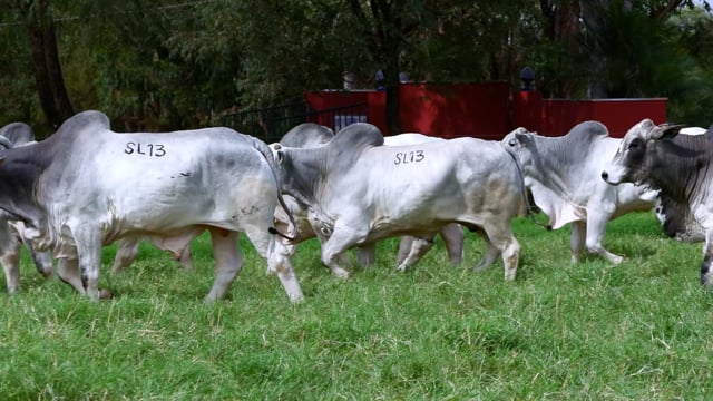 Super Lote 13