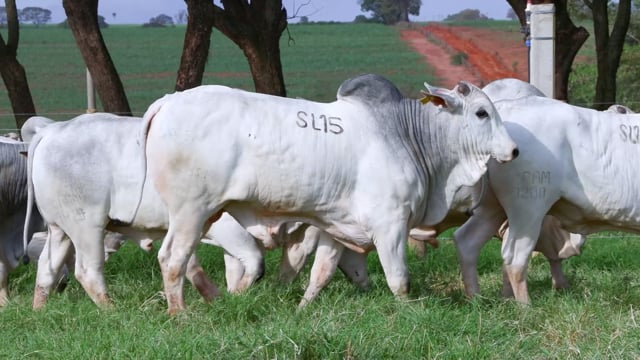 Super Lote 15