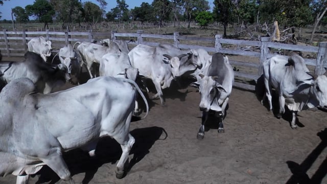 Lote 11P