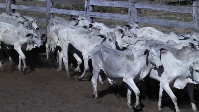 Lote 09P