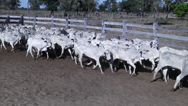 Lote 08P