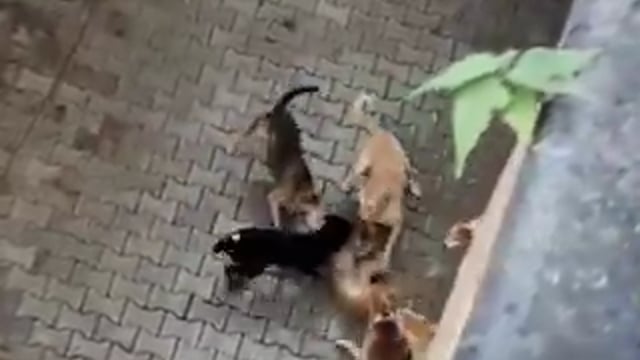 आगरा के कमला नगर में आवारा कुत्तों के झुंड ने बंदर पर हमला कर उसे मार डाला। 

घटना का वीडियो सामने आने के बाद स्थानीय लोगों ने बच्चों और बुजुर्गों की सुरक्षा को लेकर चिंता जताई है.    Uttar Pradesh.     Jila Agra