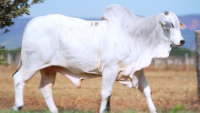 Lote 38