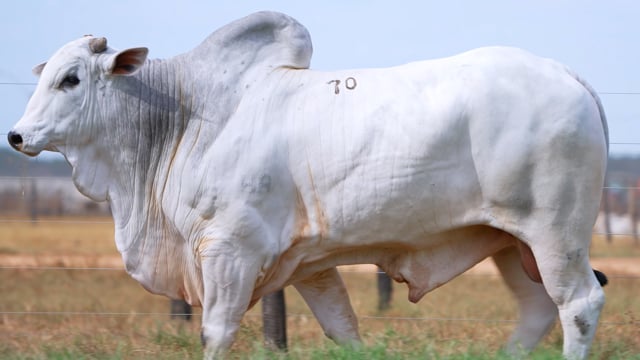 Lote 70