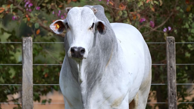 Lote 99