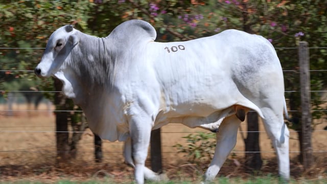 Lote 100