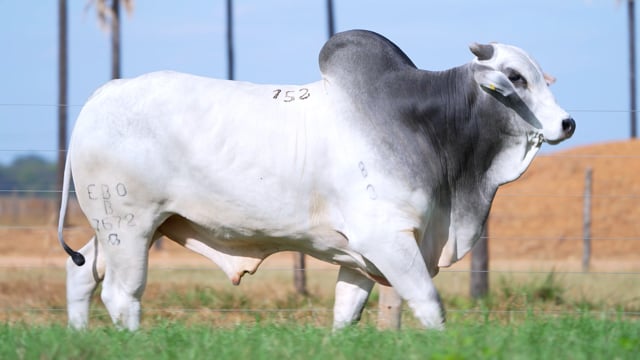 Lote 152