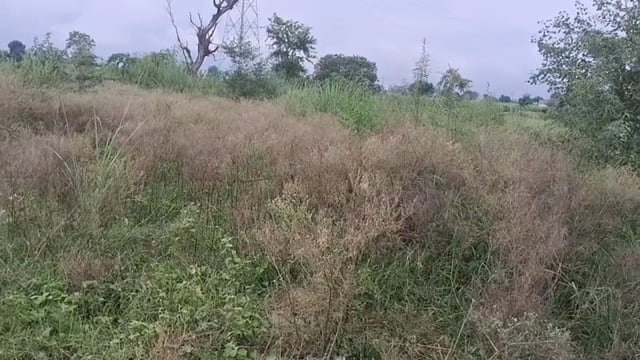 फरह गांव कुरकन्दा के शमशान में खड़ी हुई है झाड़ियां ही झाडियां किसी प्रकार की नहीं है कोई सुविधा
