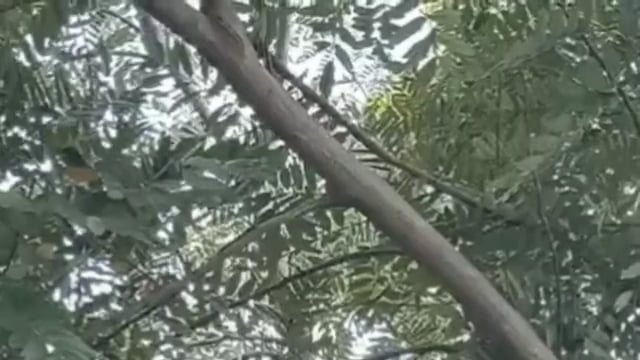 शिरूर अनंतपाळ तालुक्यातील साकोळ मध्यम प्रकल्पाजवळ दाट झाडीत अनोळखी व्यक्तीचा मृतदेह लटकलेल्या अवस्थेत आढळला