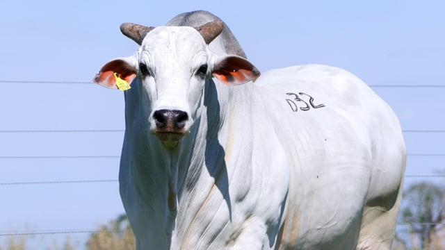 Lote D32