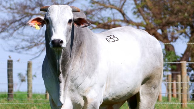 Lote D33