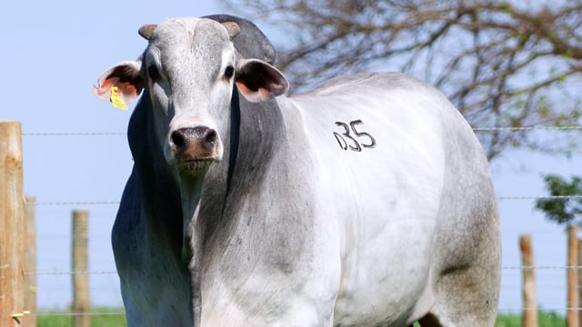 Lote D35