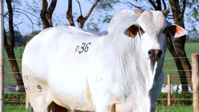 Lote D36