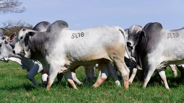Super Lote 18