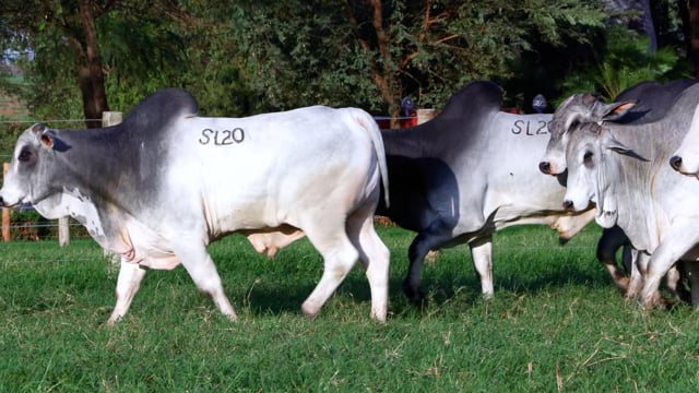 Super Lote 20