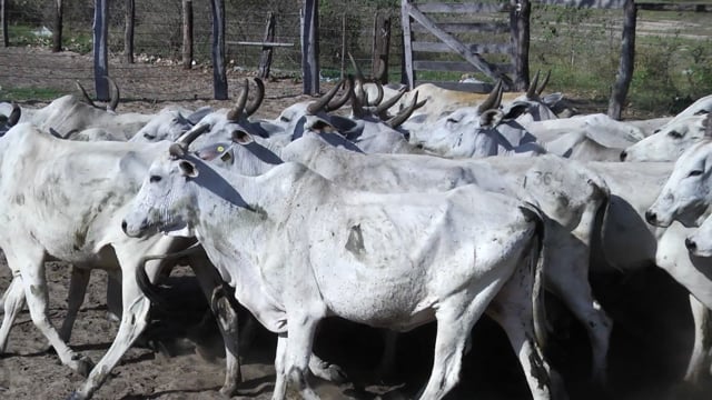 Lote 12P