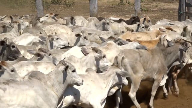 Lote 16