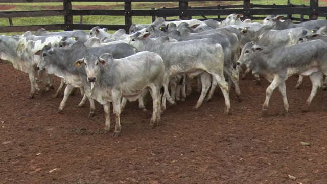 Lote 18
