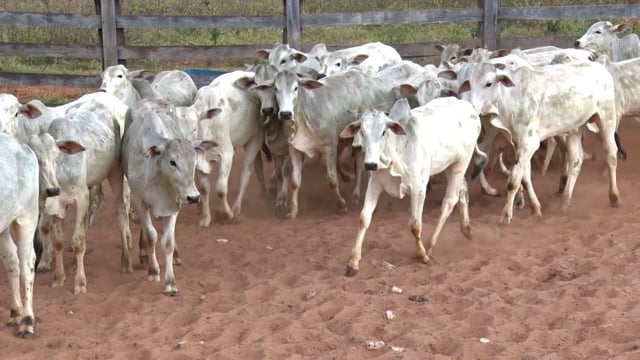 Lote 30